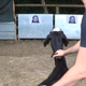 In the experimental setup, researchers released goats who were then free to walk toward the smiling or frowning face (or be stubborn and refuse to move).